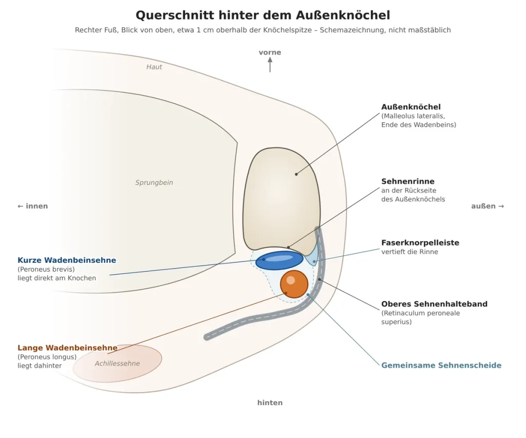 peronealsehnen-querschnitt-sehnenrinne-retinaculum | ORTHO | PEDE Zentrum für Fuß und Sprunggelenk Querschnitt hinter dem Außenknöchel: Peroneus brevis liegt flach in der Sehnenrinne des Wadenbeins, Peroneus longus dahinter, gemeinsame Sehnenscheide, Faserknorpelleiste und Retinaculum peroneale superius