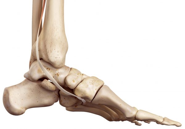 Anatomische Darstellung der Tibialis posterior Sehne am Innenknöchel zur Stützung des Fußgewölbes
